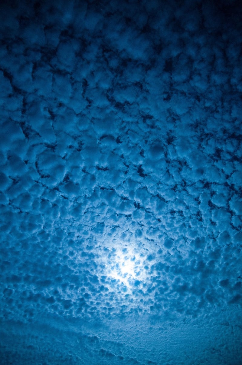 Moonlit Meadow
